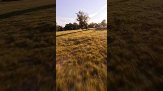 Having some fun with the weekend dizzies fpvdrone fpvlife gopro13 goprofpv cinematicfpv fpv [upl. by Fayola32]