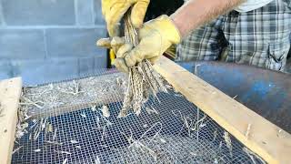 Quick Wheat Threshing by Hand  Dont Drop a Single Wheat Berry  Home Scale Wheat Processing [upl. by Yellat]