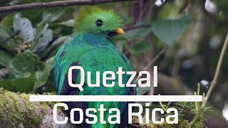 Amazing Resplendent Quetzal  Costa Rica 4K [upl. by Conners]