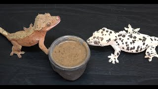 How To Prepare Crested Gecko Diet [upl. by Olnay]