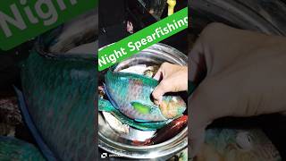 Parrot fish 🐟 nightspearfishing parrotfish nightfishing [upl. by Dott]