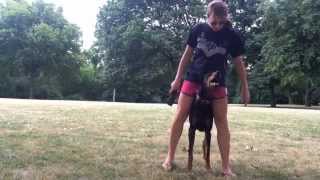 Amazing Doberman Tricks [upl. by Mauceri]