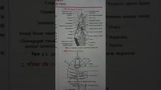 Alimentary Canal of Earthworm Zoology practical Bsc 1 year shorts [upl. by Asseram458]