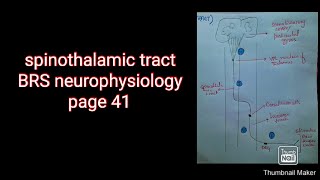 Spinothalamic tract BRS PHYSIOLOGY page 41 Kulsoom Rasheed Depar [upl. by Sarid]