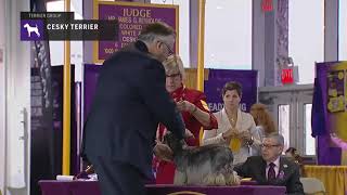 Cesky Terriers White  Breed Judging 2019 [upl. by Nelleus]