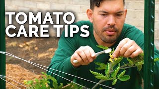 Tomato Care How to Prune Water Support and Fertilize for JUICY Tomatoes 🍅 [upl. by Atsahs]