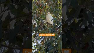 Corella Cockatoo Sounds A unique Australian Parrot 🦜 corella bird sounds [upl. by Attey516]