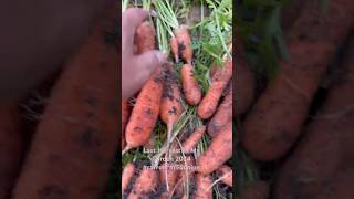 Last Abundant Harvest In my Garden garden gardening carrotsweet carrot backyardgardening [upl. by Biggs]