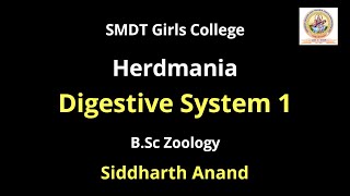 Digestive System Of Herdmania1 by Siddharth Anand SMDTKM [upl. by Cykana]