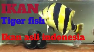 Ikan Tiger fish ikan mahal asli Indonesia [upl. by Dorelle]