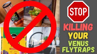 Top 6 Reasons Beginners FAIL Growing Venus Flytraps  Care Tips For Healthy Carnivorous Plants [upl. by Bing]