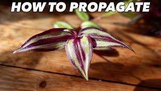 Tradescantia Zebrina Propagation amp Care  Houseplant Hacks  Inch Plant [upl. by Rudolf]