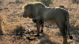 Mandevu Tintswalo Male Lion returned to Mbiri Pride  Ncile is still missing  28 August 2024 [upl. by Atterual]