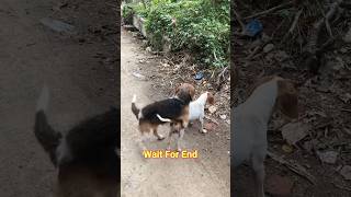 Street Male Female Dog Playing on Road pets streetdog usadogs doglovers petlover [upl. by Ylloh]