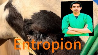 Entropion Eye Surgery  Cattle Crossbred  Dr Mehtab [upl. by Ahsiet]