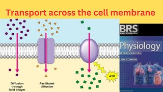 BRS Physiology  Transport across the Cell Membrane  Simple diffusion and Facilitated diffusion [upl. by Amie479]