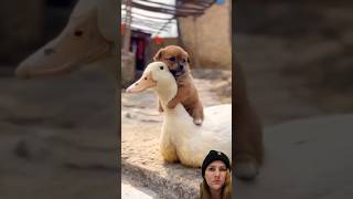 Animais divertido tiktok video viralvideo animalshorts [upl. by Nosremaj997]