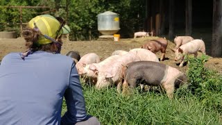 Training Your Pastured Pigs [upl. by Ronoh]