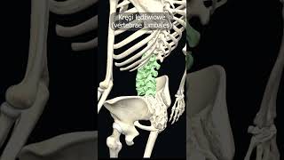 Kręgi lędźwiowe vertebrae lumbales uczymy razem shorts anatomia medycyna 3d anatomy [upl. by Sivehc]