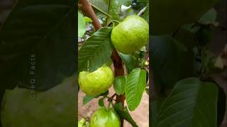 How to Grow Guava at Home Using Unique Technique plants shorts farming [upl. by Goulet]