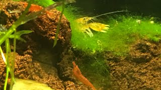 Treating For Planaria in my cherry shrimp tank with Fenbendazole [upl. by Anaela180]