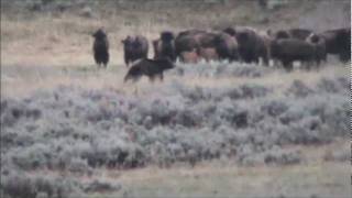 Yellowstone Grizzly and Bison [upl. by Anderea]