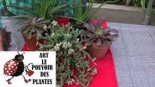 Tuto jardinage crassula rupestris comment faire une Bouture plantes vertes succulente grasse [upl. by Taryne]