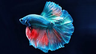 10 Secret Facts About Betta Fish [upl. by Lyrem887]