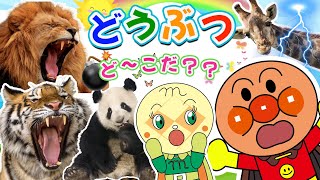 【子供向け動物動画】アンパンマンと一緒に調べよう☆動物園へ行こう！ ☆ライオン、トラ、キリン、パンダなどの有名な動物のコレクション…他の動物も登場します【どうぶつ大集合！】 [upl. by Fineman659]