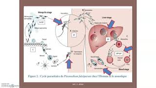 Le paludisme ou malaria une maladie à transmission vectorielle [upl. by Guadalupe]