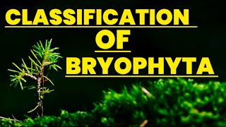 Classification of bryophyta Biology  Educational info [upl. by Evelin725]