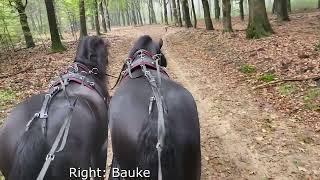 Stal Okkemas Bauke  Fabe x Doaitsen  Gelding  2016  167m [upl. by Rekcut546]