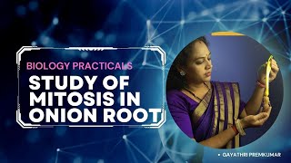 STUDY OF MITOSIS IN ONION ROOT TIP cbse class12 biology practical ncert [upl. by Maxantia884]