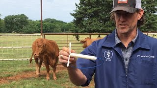 Artificial Insemination AI In Cows 🐮 Synchronizing Estrus  CIDR Application  Prep For Breeding [upl. by Barnet]