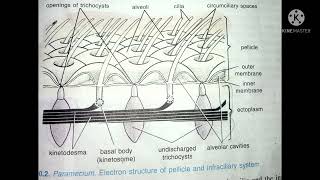 Pellicle of Paramecium Paramecium Part 2what is pellicle [upl. by Leidag674]