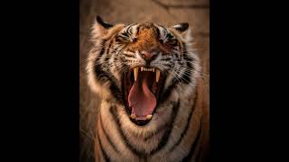 Tiger Growling and Snarling Sounds  1 Hour Ambient Whitenoise ASMR Meditation [upl. by Remoh874]