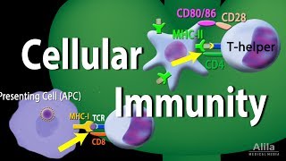 Cellular Immunity  Adaptive Immunity part 1 Animation [upl. by Cissy]