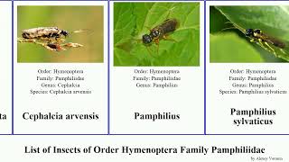 List of Insects of Order Hymenoptera Family Pamphiliidae pamphilius arvensis reticulata Caenolyda [upl. by Nilekcaj761]