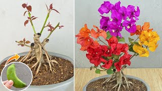 Method of grafting confetti using banana  Multicolored bougainvillea by grafting [upl. by Purvis503]