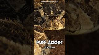 50 Shades of Puff Adder snake venomous animals [upl. by Bartlet]