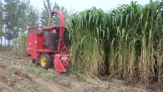 Napier grass king grass cutter silage harvester for animal feed working video [upl. by Asiret]