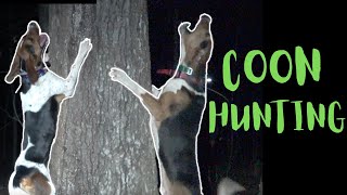 COON HUNTING WITH DOGS NORTH GEORGIA WALKER HOUND ACTION [upl. by Atiugram]