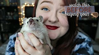 10 Things You Need To Know Before Buying A Hedgehog [upl. by Ecydnarb]