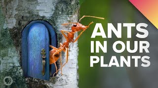 Weve Got Ants In Our Plants [upl. by Phillipe]