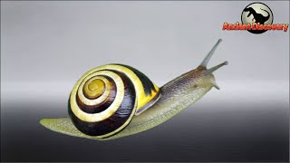 Mollusks Part 1  The Happy Evolutionary Journey of Gastropoda  Evolution Story [upl. by Hawker93]