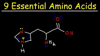 Essential Amino Acids [upl. by Admana]