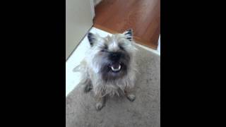 TALKING CAIRN TERRIER [upl. by Peddada]