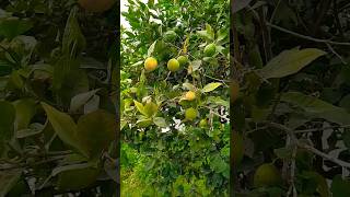 Citronnier dans mon Jardin plants citronnier garden verduresetfleurs زراعة شجرةالليمون [upl. by Sowell]