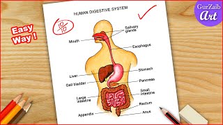 Human Digestive system Diagram Drawing  easy science project making  step by step [upl. by Livvy]