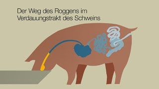 Tierwohl durch Roggenfütterung [upl. by Snave223]